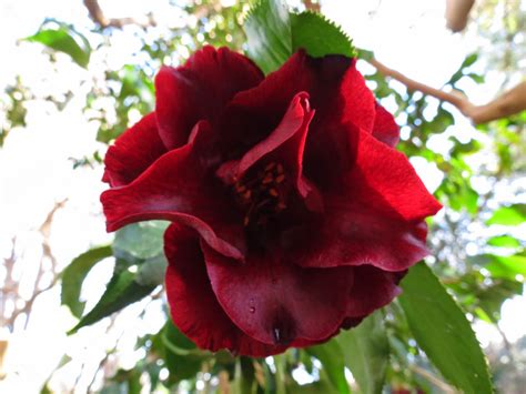 Black magic camellia: a flower that embodies passion and intensity.